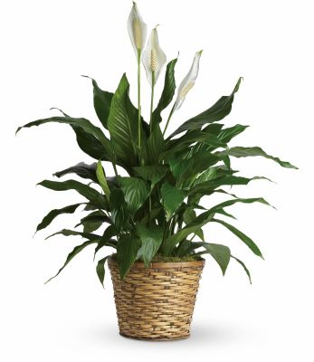 Peace Lily